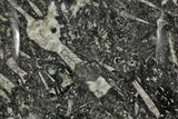 Fossil Orthoceras & Goniatite Square Plate - Stoneware #140281-1
